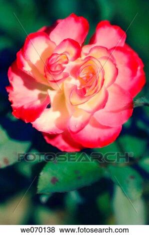 Pink Rose. Rosa hybrid. October 2005, Maryland, USA View Large Photo Image Stock Photo - Pink Rose. Rosa hybrid. October 2005, Maryland, USA. Fotosearch