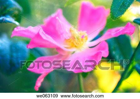 Pink Rose. Rosa hybrid. October 2006, Maryland, USA View Large Photo Image Stock Photo - Pink Rose. Rosa hybrid. October 2006, Maryland, USA. Fotosearch