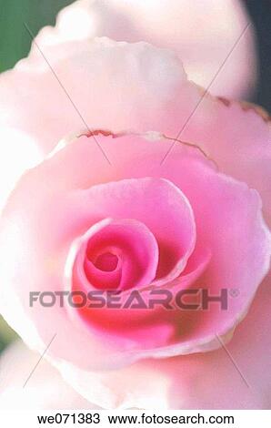 Pink Rose Swirl. Rosa hybrid. May 2006, Maryland, USA View Large Photo Image Stock Image - Pink Rose Swirl. Rosa hybrid. May 2006, Maryland, USA. Fotosearch