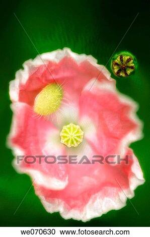 Pink Shirley Poppy (Corn Poppy, Flanders Poppy). Papaver rhoeas. June 2005, Maryland, USA View Large Photo Image Stock Image - Pink Shirley Poppy (Corn Poppy, Flanders Poppy). Papaver rhoeas. June 2005, Maryland, USA. Fotosearch