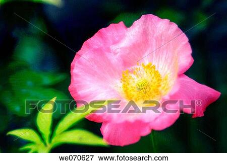 Pink Shirley Poppy (Corn Poppy, Flanders Poppy). Papaver rhoeas. June 2005, Maryland, USA View Large Photo Image Stock Photo - Pink Shirley Poppy (Corn Poppy, Flanders Poppy). Papaver rhoeas. June 2005, Maryland, USA. Fotosearch