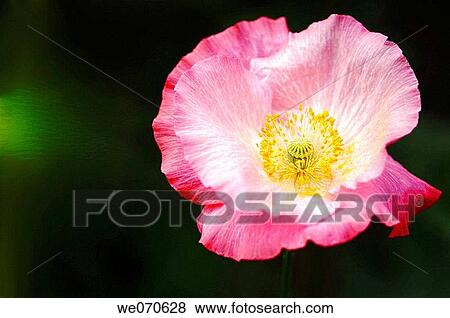 Pink Shirley Poppy (Corn Poppy, Flanders Poppy). Papaver rhoeas. June 2005, Maryland, USA View Large Photo Image Stock Photo - Pink Shirley Poppy (Corn Poppy, Flanders Poppy). Papaver rhoeas. June 2005, Maryland, USA. Fotosearch