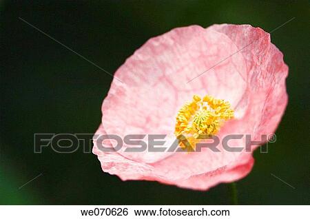 Pink Shirley Poppy (Corn Poppy, Flanders Poppy). Papaver rhoeas. June 2005, Maryland, USA View Large Photo Image Stock Photograph - Pink Shirley Poppy (Corn Poppy, Flanders Poppy). Papaver rhoeas. June 2005, Maryland, USA. Fotosearch