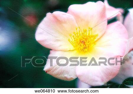 Pink Single Rose Flower. Rosa hybrid. May 2006, Maryland, USA View Large Photo Image Stock Image - Pink Single Rose Flower. Rosa hybrid. May 2006, Maryland, USA. Fotosearch