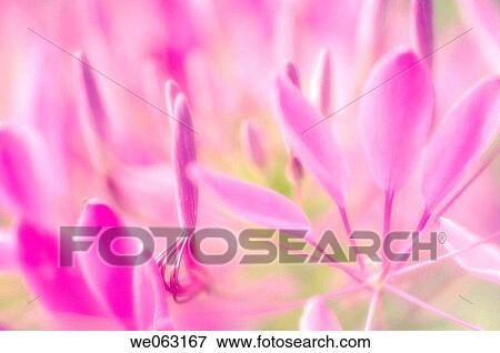 Pink Spider Flower. Cleome hassleriana. July 2005, Maryland, USA View Large Photo Image Stock Photo - Pink Spider Flower. Cleome hassleriana. July 2005, Maryland, USA. Fotosearch