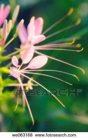 Pink spider Flower. Cleome hassleriana. July 2005, Maryland, USA View Large Photo Image Stock Photo - Pink spider Flower. Cleome hassleriana. July 2005, Maryland, USA. Fotosearch