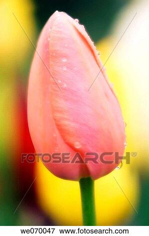 Pink Tulip Covered with Waterdrops. Tulipa hybrid. April 2007, Maryland, USA View Large Photo Image Stock Photo - Pink Tulip Covered with Waterdrops. Tulipa hybrid. April 2007, Maryland, USA. Fotosearch