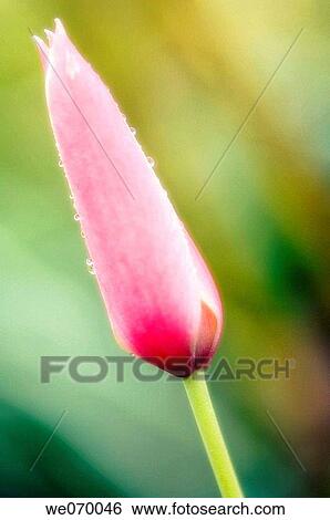 Pink Tulip Covered with Waterdrops. Tulipa bakeri Lilac Wonder. April 2007, Maryland, USA View Large Photo Image Stock Photograph - Pink Tulip Covered with Waterdrops. Tulipa bakeri Lilac Wonder. April 2007, Maryland, USA. Fotosearch