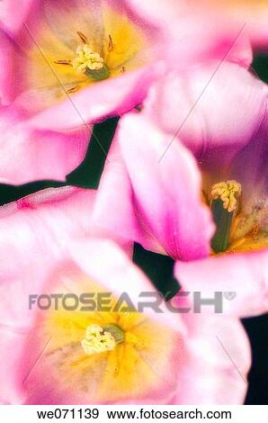 Pink Tulips Close-up. Tulipa hybrid. April 2007, Maryland, USA View Large Photo Image Stock Photo - Pink Tulips Close-up. Tulipa hybrid. April 2007, Maryland, USA. Fotosearch