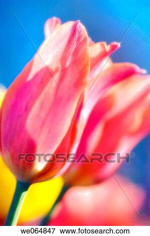 Pink tulips. Tulipa hybrid. April 2007, Maryland, USA View Large Photo Image Stock Photo - Pink tulips. Tulipa hybrid. April 2007, Maryland, USA. Fotosearch