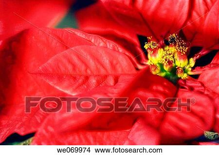 Poinsettia. Euphorbia pulcherrima. December 2006, Maryland, USA View Large Photo Image Picture - Poinsettia. Euphorbia pulcherrima. December 2006, Maryland, USA. Fotosearch