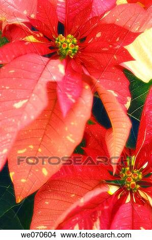 Poinsettia. Euphorbia pulcherrima. November 2006. Maryland, USA View Large Photo Image Picture - Poinsettia. Euphorbia pulcherrima. November 2006. Maryland, USA. Fotosearch