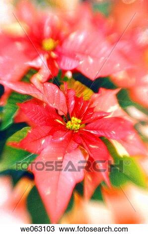Poinsettia. Euphorbia pulcherrima. November 2006, Maryland, USA View Large Photo Image Stock Image - Poinsettia. Euphorbia pulcherrima. November 2006, Maryland, USA. Fotosearch