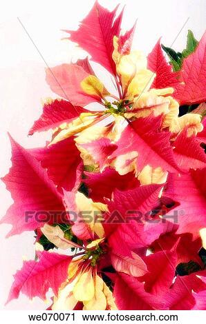 Poinsettia. Euphorbia pulcherrima. December 2006, Maryland, USA View Large Photo Image Stock Image - Poinsettia. Euphorbia pulcherrima. December 2006, Maryland, USA. Fotosearch