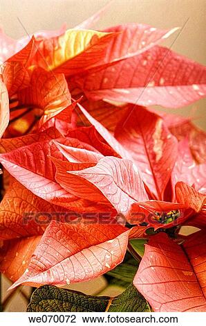 Poinsettia. Euphorbia pulcherrima. December 2006, Maryland, USA View Large Photo Image Stock Image - Poinsettia. Euphorbia pulcherrima. December 2006, Maryland, USA. Fotosearch