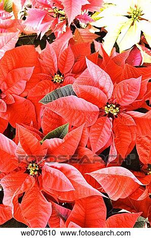 Stock Image - Poinsettia. Euphorbia pulcherrima. November 2006. Maryland, USA. Fotosearch