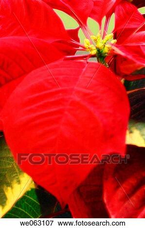 Poinsettia. Euphorbia pulcherrima. November 2006, Maryland, USA View Large Photo Image Stock Photo - Poinsettia. Euphorbia pulcherrima. November 2006, Maryland, USA. Fotosearch