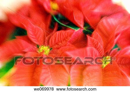 Poinsettia. Euphorbia pulcherrima. November 2006, Maryland, USA View Large Photo Image Stock Photo - Poinsettia. Euphorbia pulcherrima. November 2006, Maryland, USA. Fotosearch