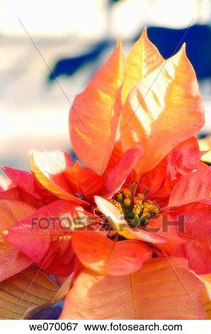 Poinsettia. Euphorbia pulcherrima. December 2006, Maryland, USA View Large Photo Image Stock Photo - Poinsettia. Euphorbia pulcherrima. December 2006, Maryland, USA. Fotosearch