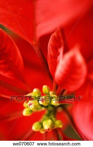 Stock Photo - Poinsettia. Euphorbia pulcherrima. November 2006. Maryland, USA. Fotosearch