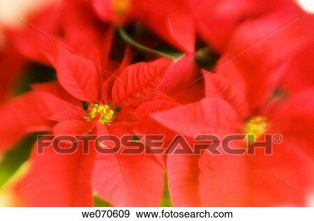 Poinsettia. Euphorbia pulcherrima. November 2006. Maryland, USA View Large Photo Image Stock Photo - Poinsettia. Euphorbia pulcherrima. November 2006. Maryland, USA. Fotosearch