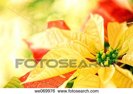 Poinsettia. Euphorbia pulcherrima. November 2006, Maryland, USA View Large Photo Image Stock Photograph - Poinsettia. Euphorbia pulcherrima. November 2006, Maryland, USA. Fotosearch