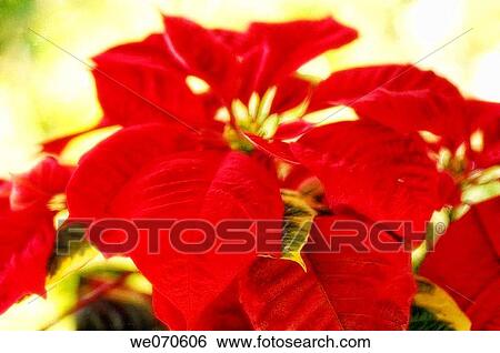 Poinsettia. Euphorbia pulcherrima. November 2006. Maryland, USA View Large Photo Image Stock Photograph - Poinsettia. Euphorbia pulcherrima. November 2006. Maryland, USA. Fotosearch