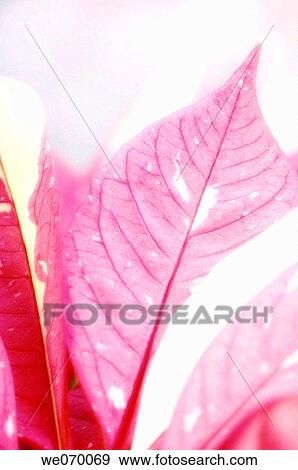 Poinsettia Leaves. Euphorbia pulcherrima. December 2006, Maryland, USA View Large Photo Image Stock Photo - Poinsettia Leaves. Euphorbia pulcherrima. December 2006, Maryland, USA. Fotosearch
