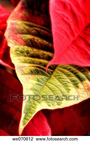 Poinsettia Leaves. November 2006. Maryland, USA View Large Photo Image Stock Image - Poinsettia Leaves. November 2006. Maryland, USA. Fotosearch