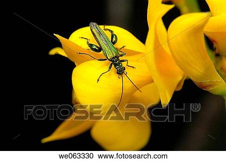 Stock Image - Pollen-feeding Beetle (Oedemera flavipes) on Spanish Broom (Spartium junceum). Parc de Collserola, Barcelona, Catalonia, Spain. Fotosearch
