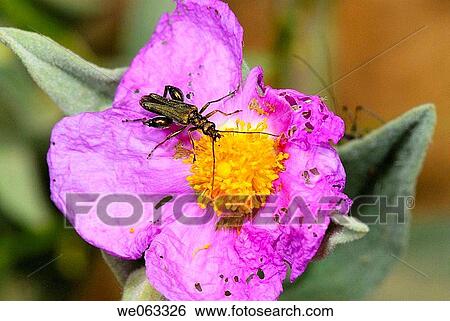Stock Photograph - Pollen-feeding Beetle (Oedemera flavipes) on Rock Rose (Cistus albidus). Parc de Collserola, Barcelona, Catalonia, Spain. Fotosearch