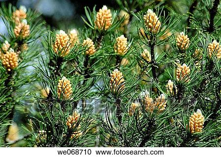 Pollination: male pine cones. French Cerdagne, France View Large Photo Image Stock Image - Pollination: male pine cones. French Cerdagne, France. Fotosearch