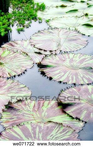 Stock Image - Pond Covered with Water Lily Leaves. September 2006, Maryland, USA. Fotosearch