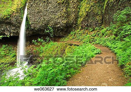 Ponytail Falls in Spring - Columbia River Gorge, Oregon, USA View Large Photo Image Stock Photo - Ponytail Falls in Spring - Columbia River Gorge, Oregon, USA. Fotosearch