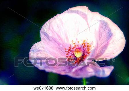 Poppy Flower. Papaver rhoeas. June 2005, Maryland, USA View Large Photo Image Stock Photo - Poppy Flower. Papaver rhoeas. June 2005, Maryland, USA. Fotosearch