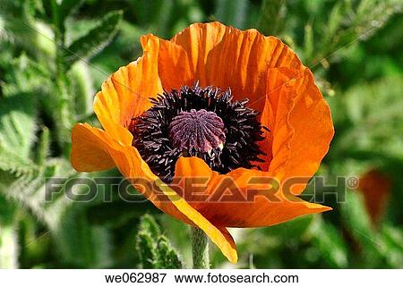 Stock Photo - Poppy (Papaver orientalis). Fotosearch
