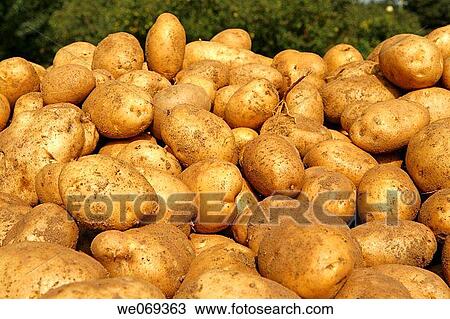 Potatoes. Prades, Tarragona province, Catalonia, Spain View Large Photo Image Stock Image - Potatoes. Prades, Tarragona province, Catalonia, Spain. Fotosearch