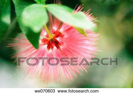 Powder Puff Blossom. Calliandra haematocephala. November 2006. Maryland, USA View Large Photo Image Stock Image - Powder Puff Blossom. Calliandra haematocephala. November 2006. Maryland, USA. Fotosearch