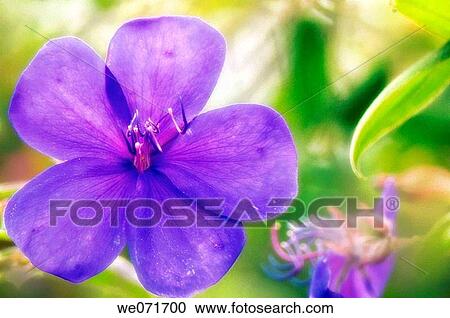 Princess Flower. Tibouchina urvilleana. September 2006, Maryland, USA View Large Photo Image Stock Image - Princess Flower. Tibouchina urvilleana. September 2006, Maryland, USA. Fotosearch