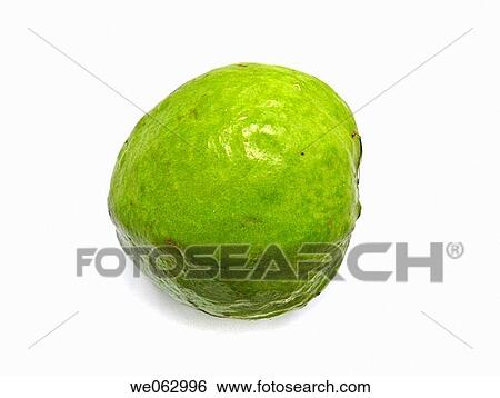 Psidium guajava _ Guava is sweet, astringent in taste. It have white flesh with many seeds inside green cover. Pune, Maharashtra, India. View Large Photo Image Stock Photograph - Psidium guajava _ Guava is sweet, astringent in taste. It have white flesh with many seeds inside green cover. Pune, Maharashtra, India.. Fotosearch