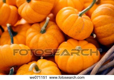 Pumpkins. Cucurbita pepo. September 2005, Maryland, USA View Large Photo Image Stock Image - Pumpkins. Cucurbita pepo. September 2005, Maryland, USA. Fotosearch