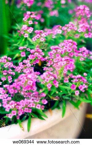 Purple Alyssum. Lobularia maritima. July 2006, Maryland, USA View Large Photo Image Picture - Purple Alyssum. Lobularia maritima. July 2006, Maryland, USA. Fotosearch