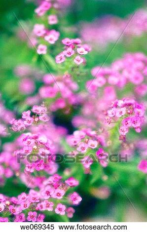 Purple Alyssum. Lobularia maritima. July 2006, Maryland, USA View Large Photo Image Stock Photography - Purple Alyssum. Lobularia maritima. July 2006, Maryland, USA. Fotosearch