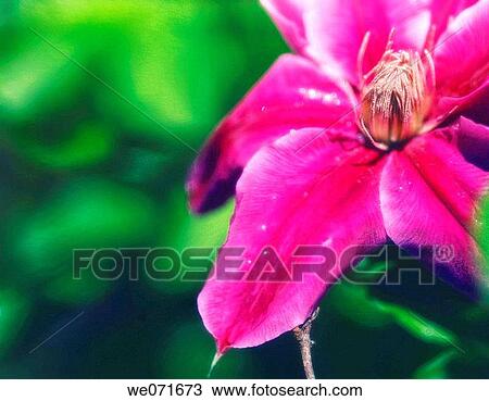 Purple Clematis. Clematis hybrid. April 2006, Maryland, USA View Large Photo Image Stock Image - Purple Clematis. Clematis hybrid. April 2006, Maryland, USA. Fotosearch