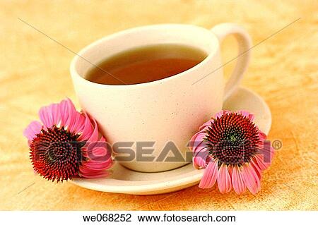 Purple Coneflower (Echinacea purpurea) infusion View Large Photo Image Stock Image - Purple Coneflower (Echinacea purpurea) infusion. Fotosearch