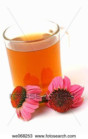 Stock Image - Purple Coneflower (Echinacea purpurea) infusion. Fotosearch