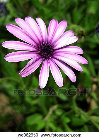 Purple daisy View Large Photo Image Stock Image - Purple daisy. Fotosearch