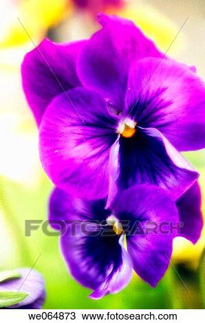 Purple Pansy Duo. Viola x wittrockiana. May 2006, Maryland, USA View Large Photo Image Stock Image - Purple Pansy Duo. Viola x wittrockiana. May 2006, Maryland, USA. Fotosearch
