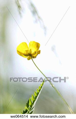 Ranunculus polyanthemos, Lidebro, H÷ga Kusten, Baltic Sea, V? sternorrlands l? n, Sweden, Scandinavia, Europe View Large Photo Image Picture - Ranunculus polyanthemos, Lidebro, H÷ga Kusten, Baltic Sea, V? sternorrlands l? n, Sweden, Scandinavia, Europe. Fotosearch