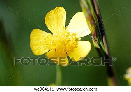 Ranunculus polyanthemos, Lidebro, H÷ga Kusten, Baltic Sea, V? sternorrlands l? n, Sweden, Scandinavia, Europe View Large Photo Image Stock Photography - Ranunculus polyanthemos, Lidebro, H÷ga Kusten, Baltic Sea, V? sternorrlands l? n, Sweden, Scandinavia, Europe. Fotosearch